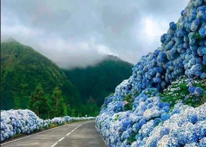 Hébergement de vacances Saudades Do Sol Y Mar Lagoa (Azores)